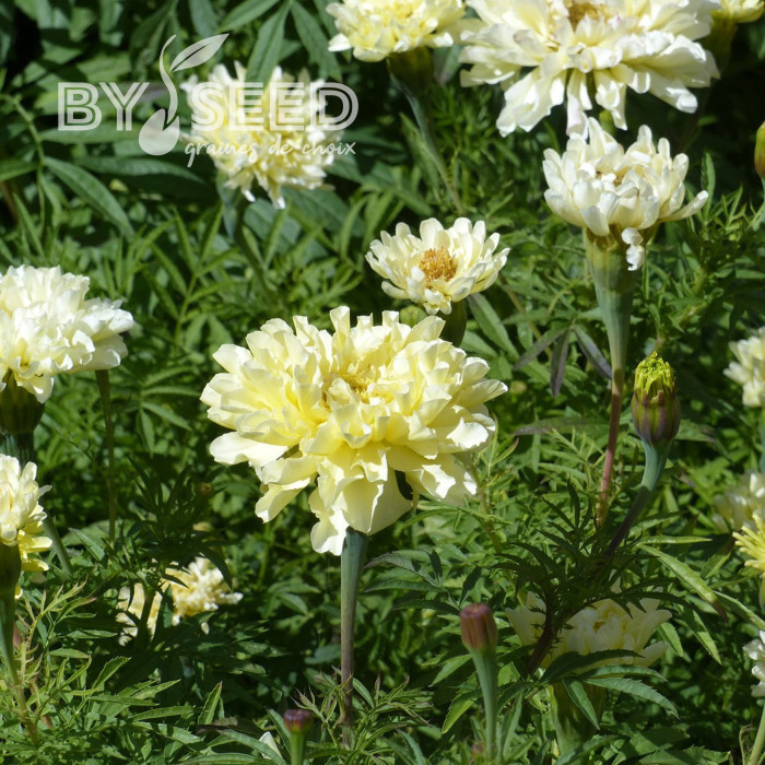 Rose d'Inde Imperiale Creme