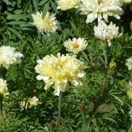 Rose d'Inde Imperiale Creme