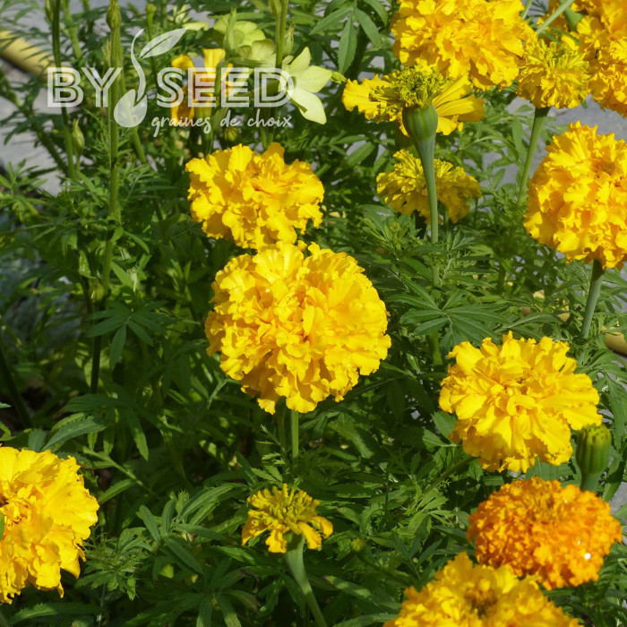 Rose d'Inde Imperiale Gold