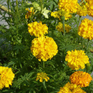 Rose d'Inde Imperiale Gold
