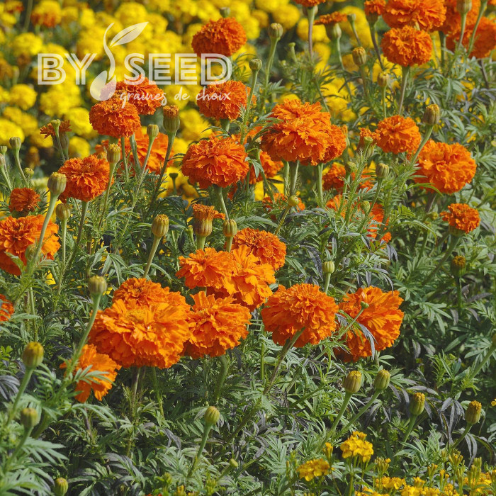 Rose d'Inde Kees' Orange