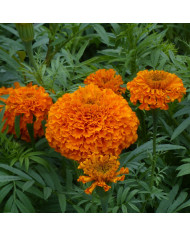 Rose d'Inde Imperiale Gold