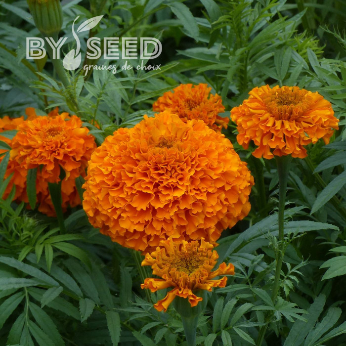 Rose d'Inde Kees' Orange
