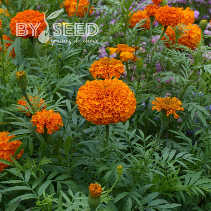 Rose d'Inde Kees' Orange