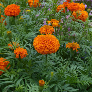 Rose d'Inde Kees' Orange