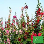 Rose trémière Antwerp Stars Mix BIO