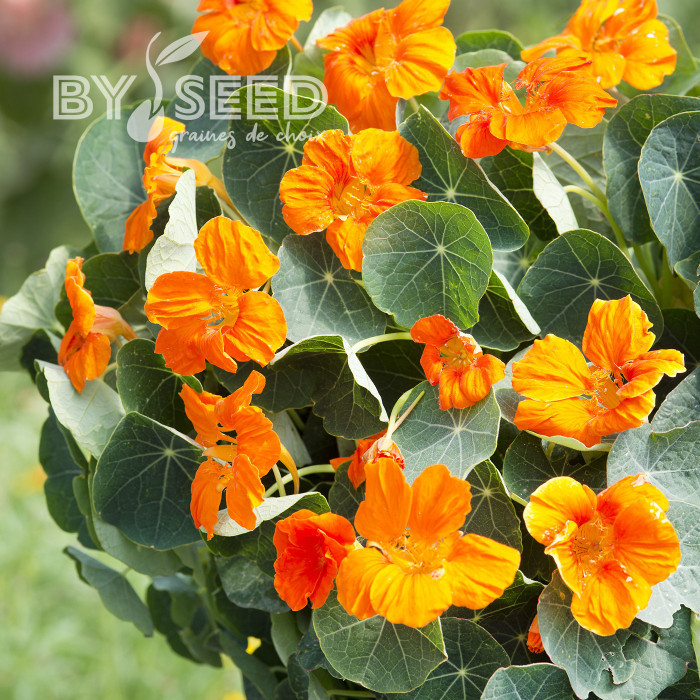 Capucine naine Baby Orange