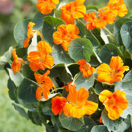 Capucine naine Baby Orange