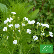 Saponaire à Bouquets White Beauty BIO