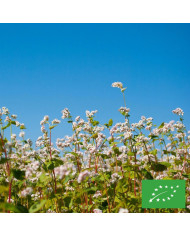 Fraisier des bois Attila®