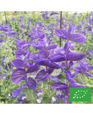 Sauge farinacea Blue Bedder