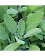Sauge nemorosa Merleau White