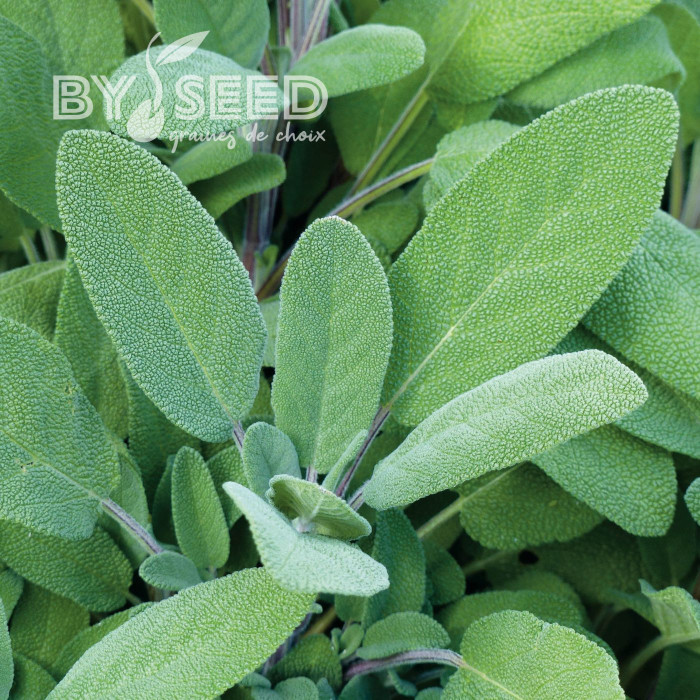 Sauge officinale