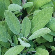 Sauge officinale