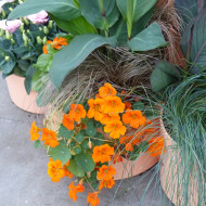 Capucine naine Baby Orange