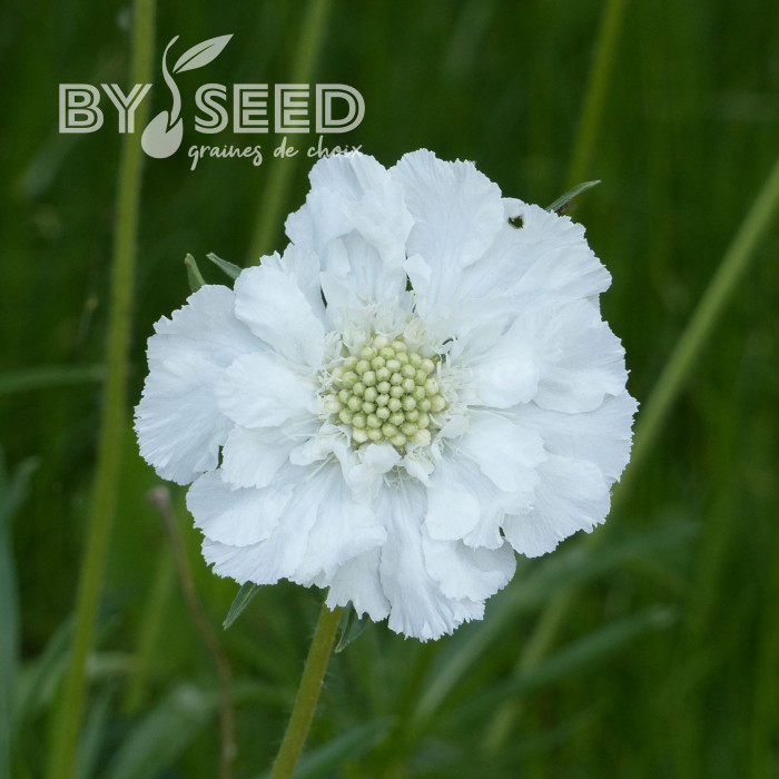 Scabieuse du Caucase Perfecta Alba
