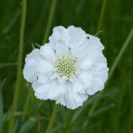 Scabieuse du Caucase Perfecta Alba