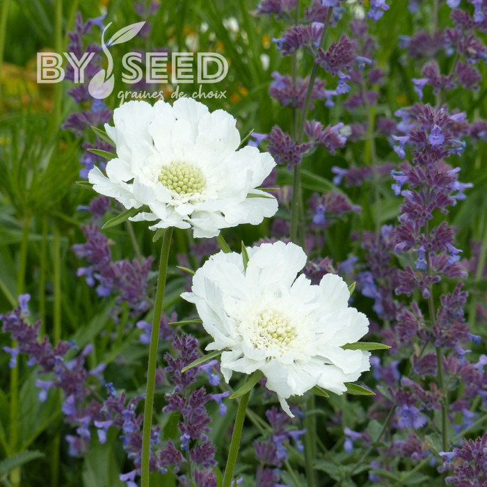 Scabieuse du Caucase Perfecta Alba