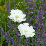 Scabieuse du Caucase Perfecta Alba