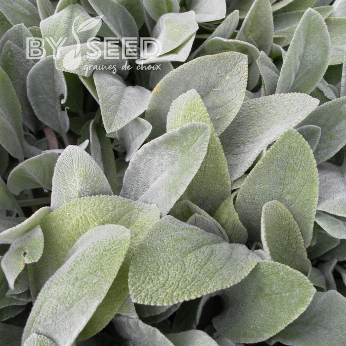 Stachys byzantina "oreilles d'agneau"