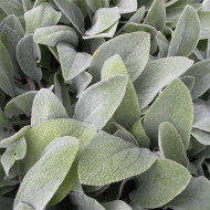 Stachys byzantina "oreilles d'agneau"