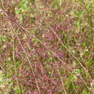 Talinum paniculatum Jewels of Opar