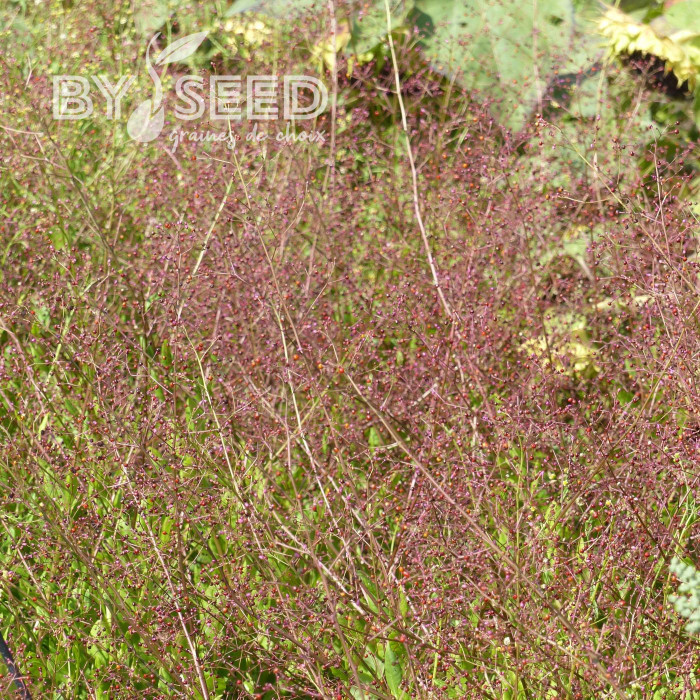 Talinum paniculatum Jewels of Opar