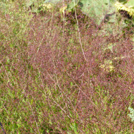Talinum paniculatum Jewels of Opar
