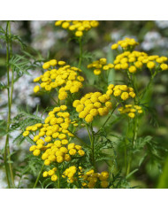 Thym serpolet