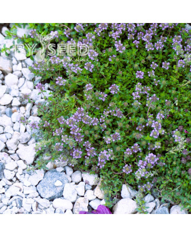Thym serpolet