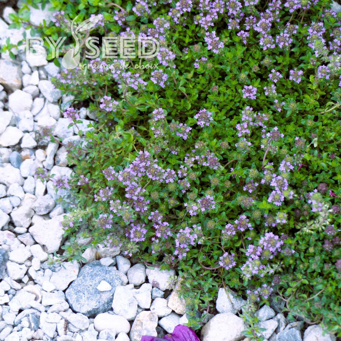 Thym serpolet