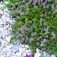 Thym serpolet