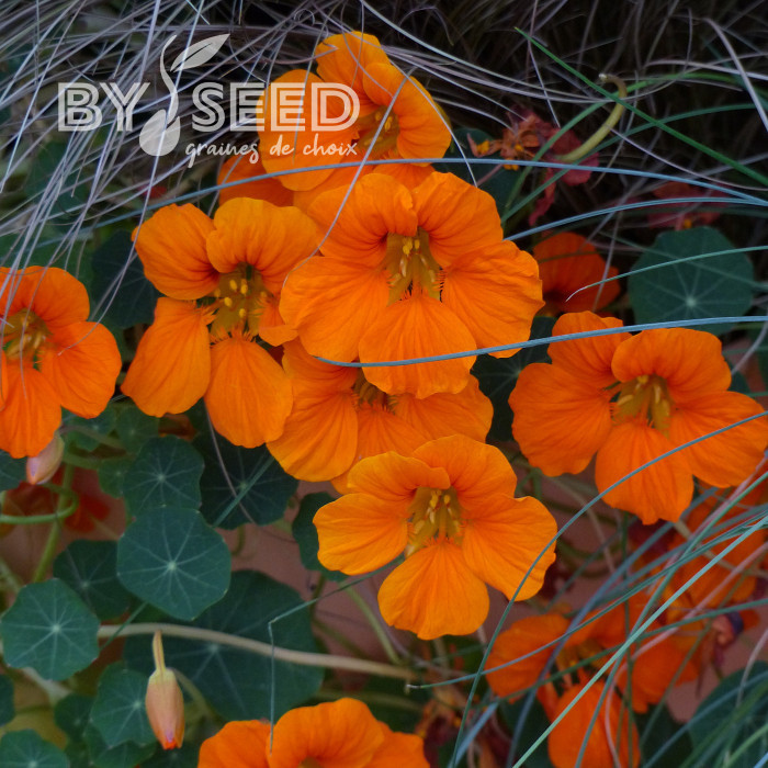 Capucine naine Baby Orange