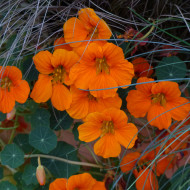 Capucine naine Baby Orange