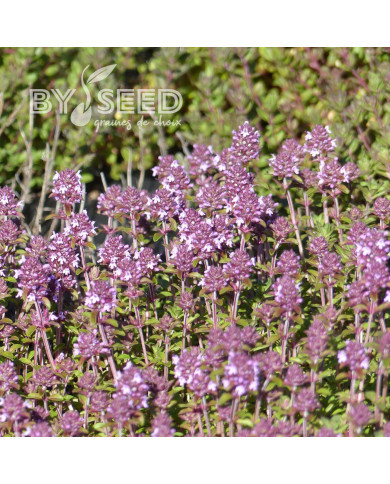 Thym serpolet