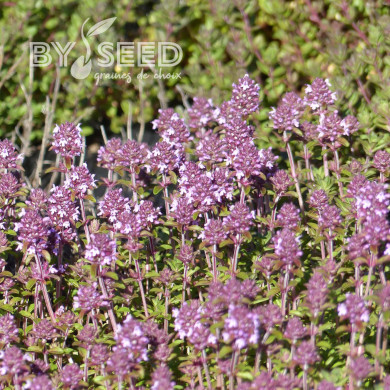 Thym serpolet