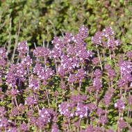 Thym serpolet