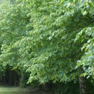 Tilleul à petites feuilles
