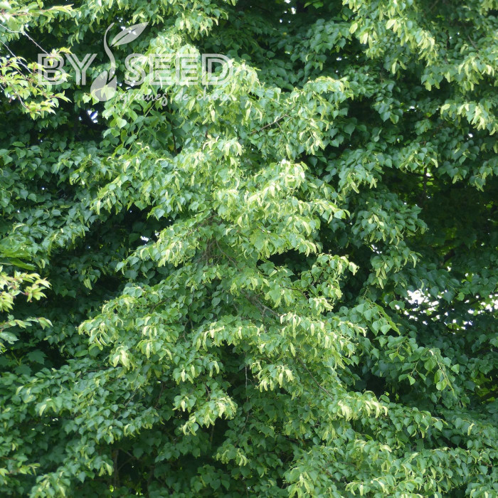 Tilleul à petites feuilles