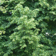 Tilleul à petites feuilles
