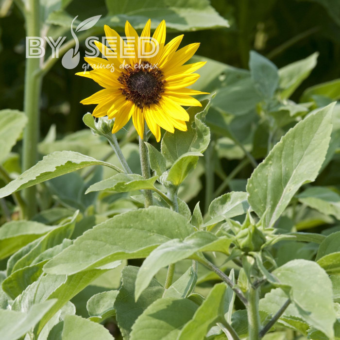 Tournesol argophyllus Gold and Silver