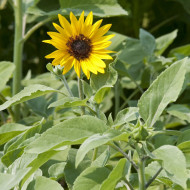 Tournesol argophyllus Gold and Silver