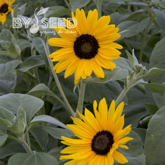Tournesol argophyllus Gold and Silver