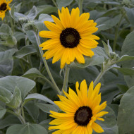 Tournesol argophyllus Gold and Silver
