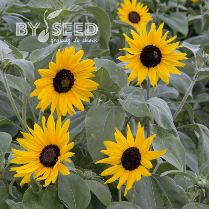 Tournesol argophyllus Gold and Silver
