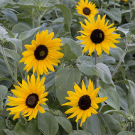 Tournesol argophyllus Gold and Silver