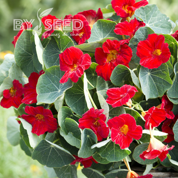 Capucine naine Baby Red