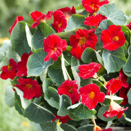 Capucine naine Baby Red