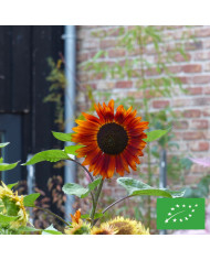 Tournesol argophyllus Gold and Silver