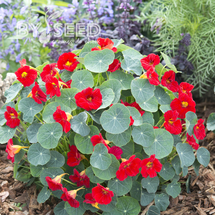 Capucine naine Baby Red